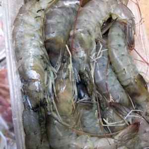 FRESH GIANT SHRIMP IQF FROM PHAN THIẾT