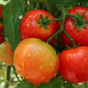RITA Tomatoes.