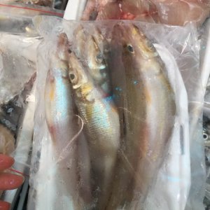 smelt-whiting fish from phan thiết
