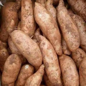 Dalat Sweet Potatoes.